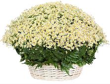 Цветочная композиция из Ромашки в корзине #REPLACE_PRED# Андреевке